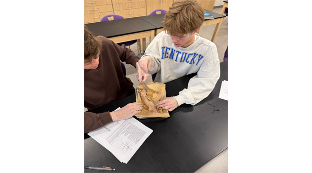 LHSDissectingSquid